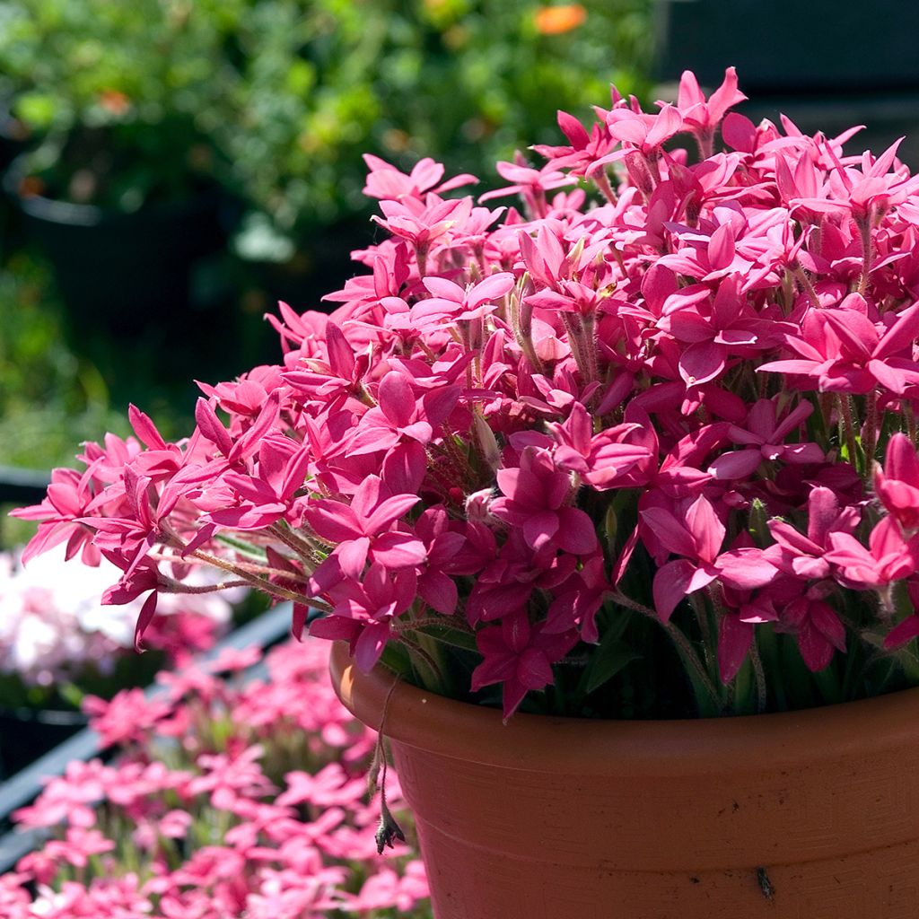 Rhodoxis Red Alert
