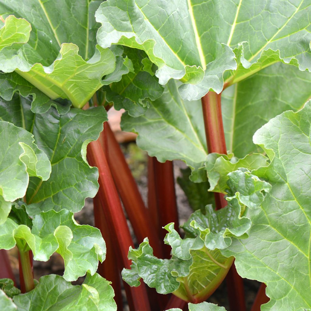 Rhubarbe Canada Red