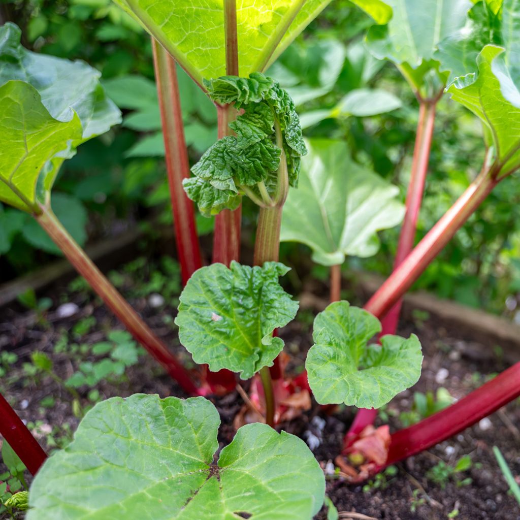 Rhubarbe Early Champagne