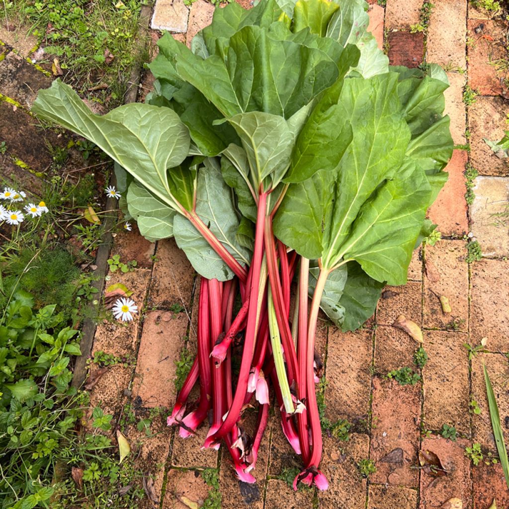Rhubarbe Valentine