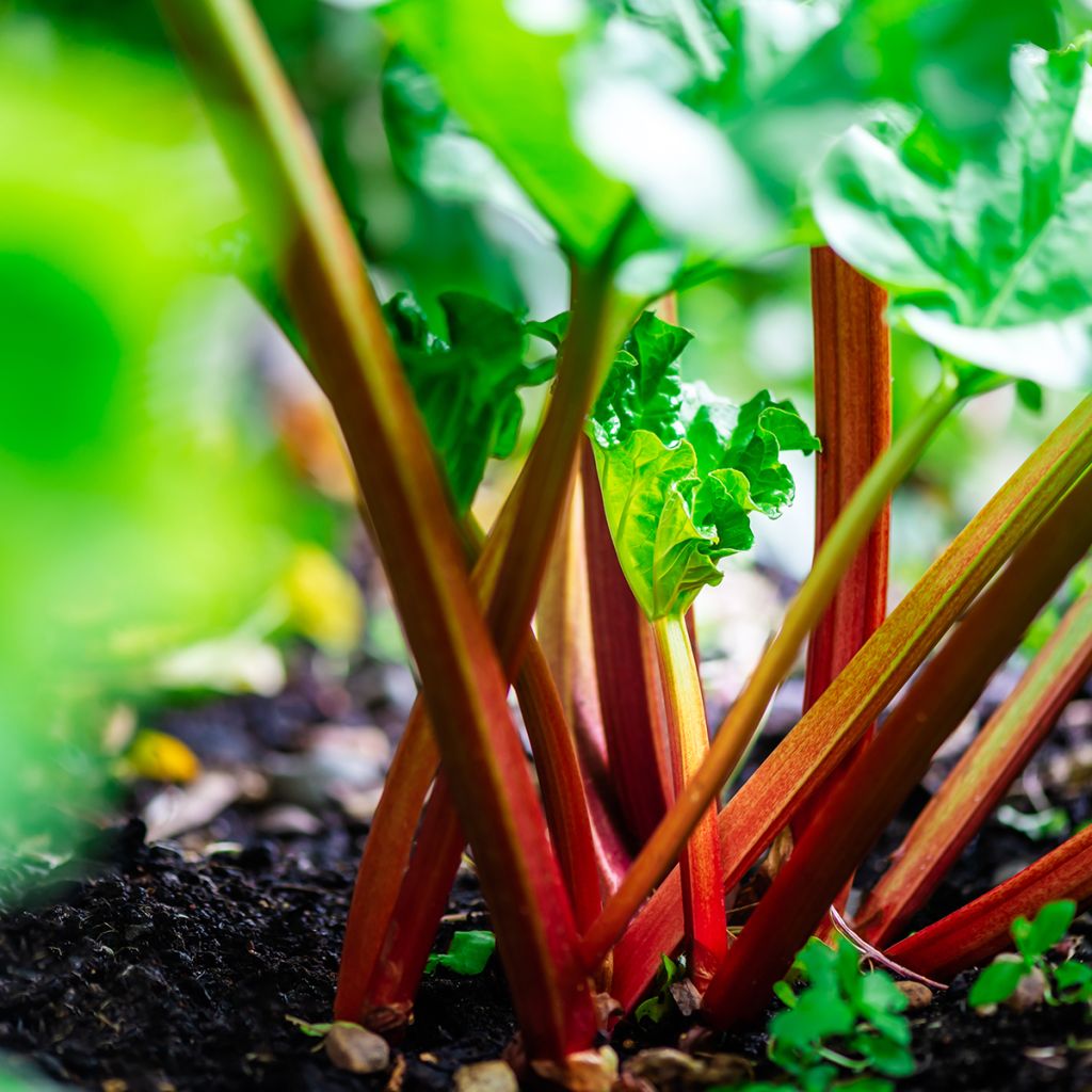 Rhubarbe Victoria - Vilmorin