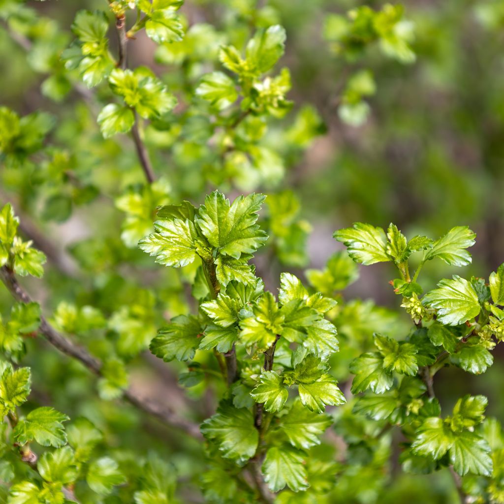 Ribes alpinum - Groseillier des Alpes.