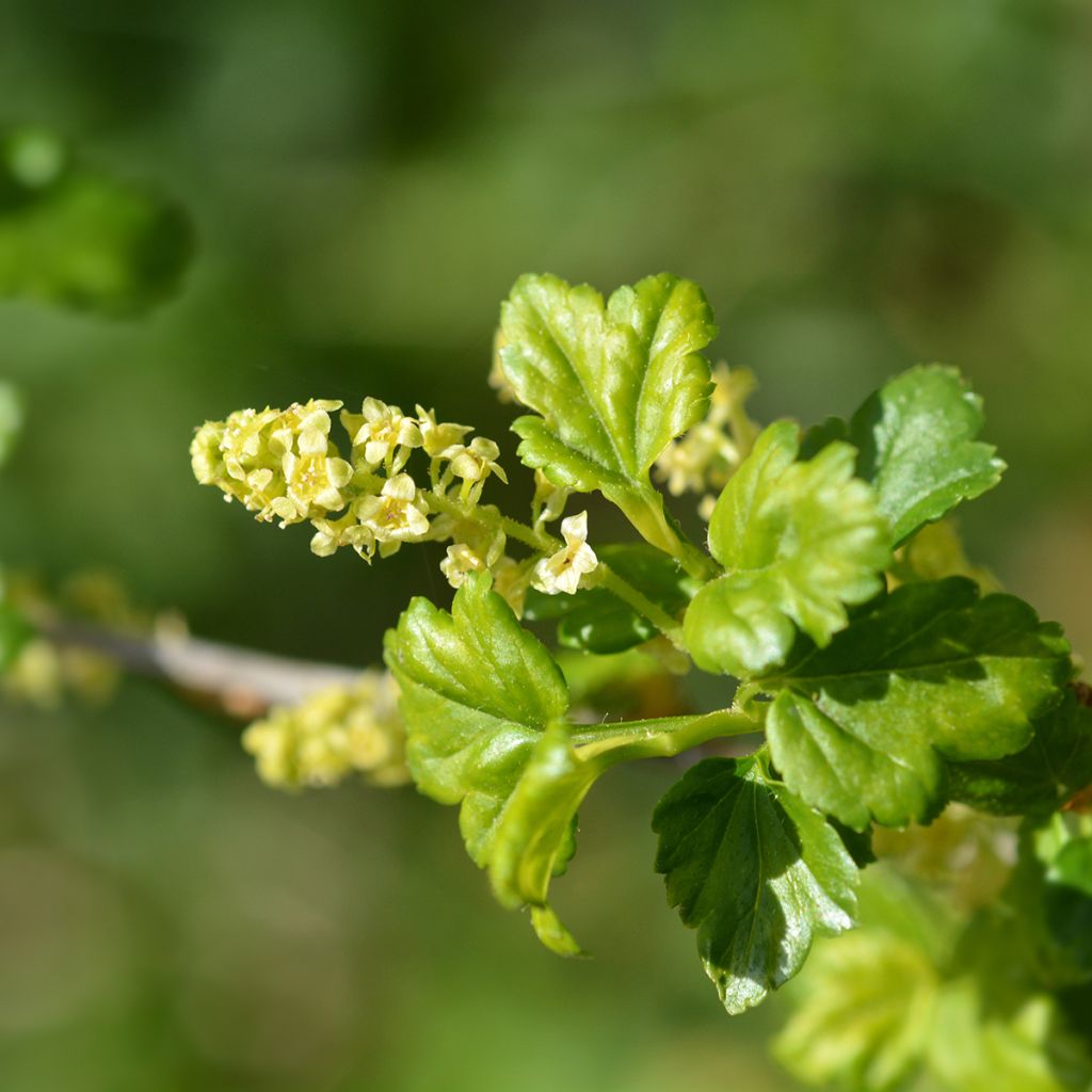 Ribes alpinum - Groseillier des Alpes.