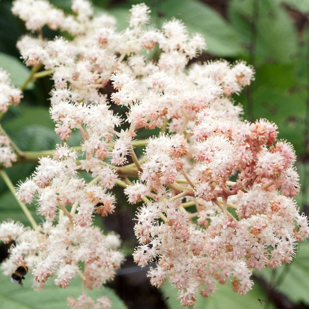 Rodgersia sambucifolia - Rodgersia à feuilles de sureau