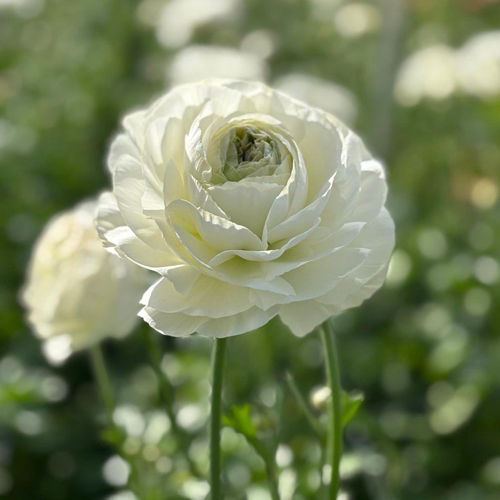 Renoncule des fleuristes Romance Montenvers – Ranunculus asiaticus