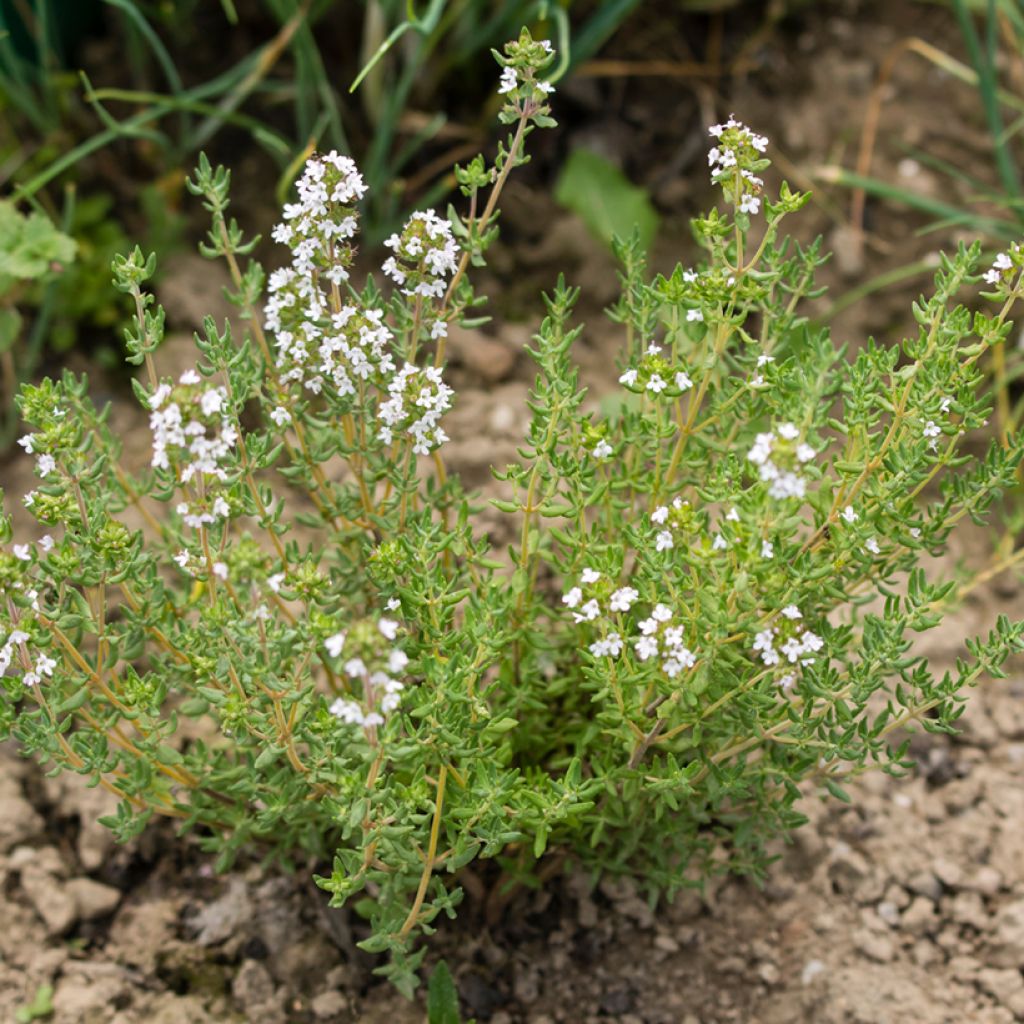 Romarin à fleurs blanches - Rosmarinus officinalis Albiflorus