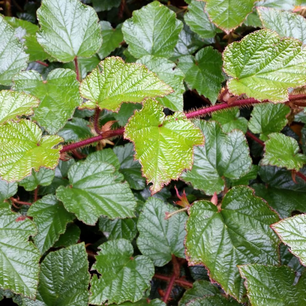 Ronce tricolor - Rubus tricolor
