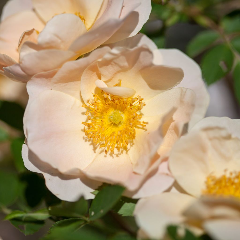 Rosier grimpant Above and Beyond