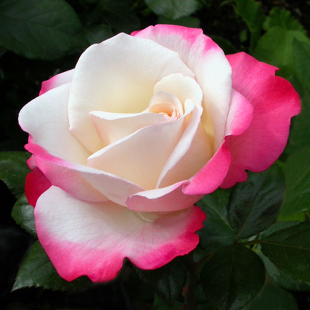 Rosier à grandes fleurs Nostalgie
