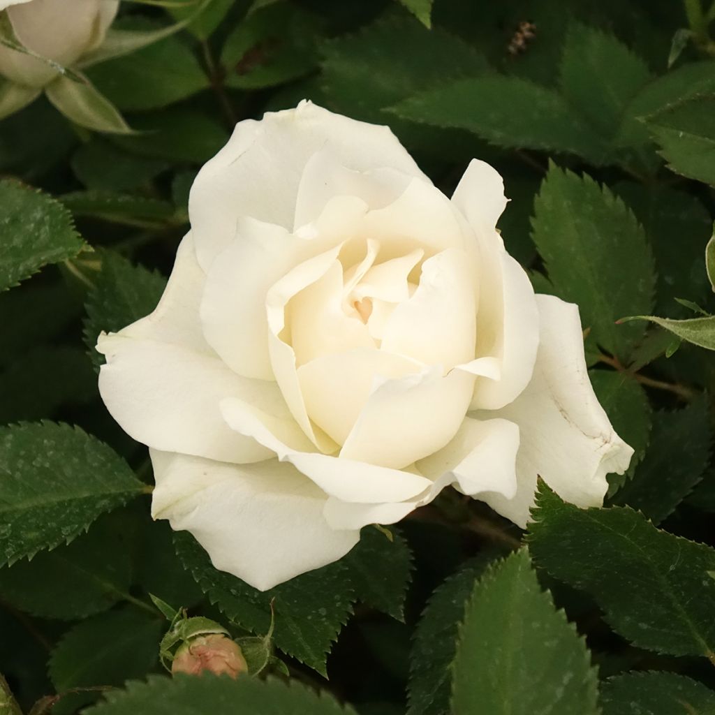 Rosier à fleurs groupées Crème Chantilly