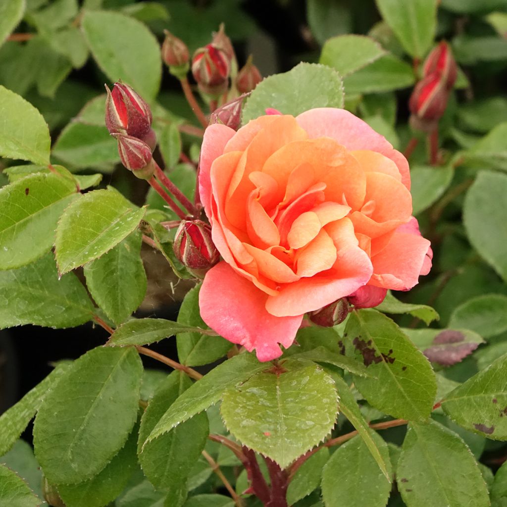 Rosier à fleurs groupées Sugar Candy Rose