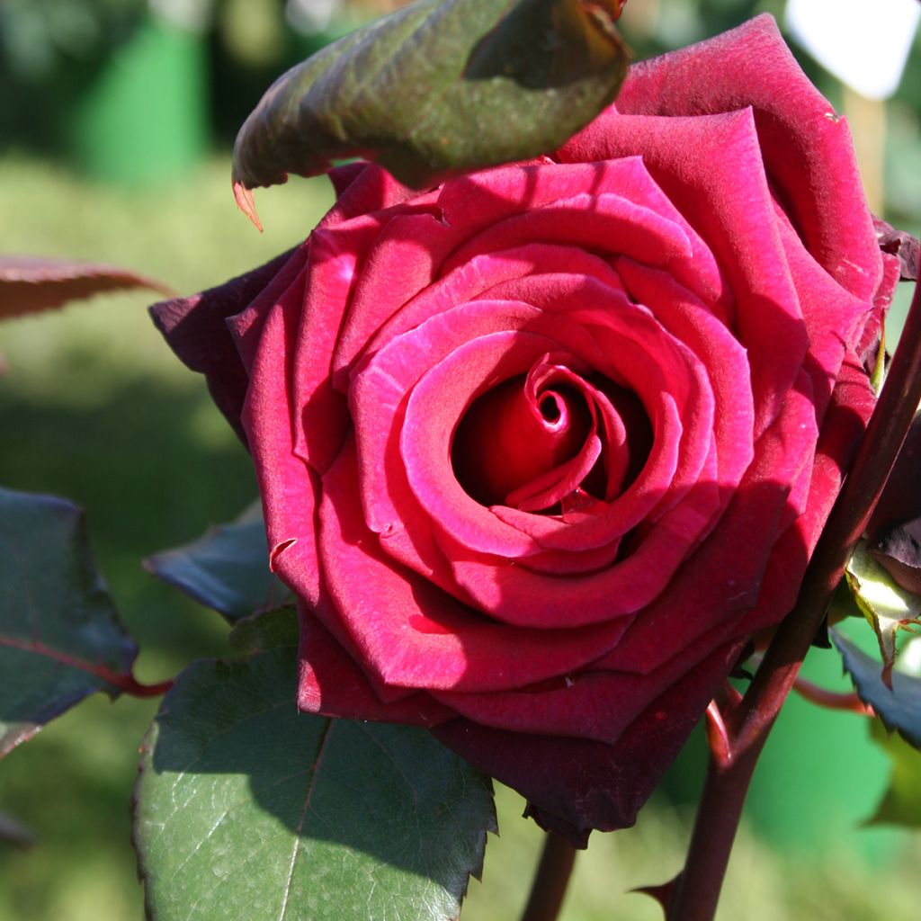 Rosier à grandes fleurs Black Baccara