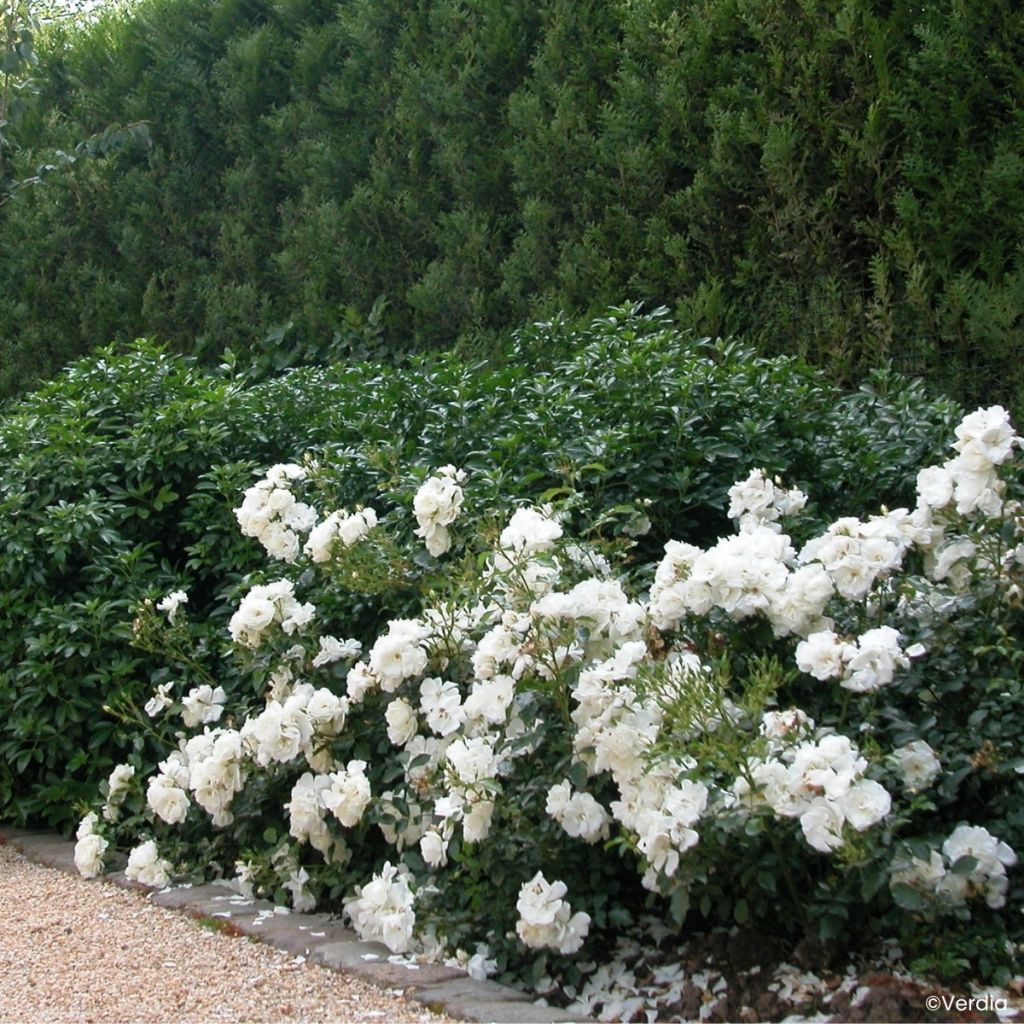 Rosier Décorosiers OPALIA
