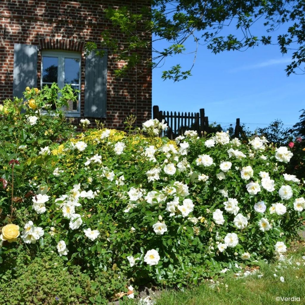 Rosier Décorosiers OPALIA