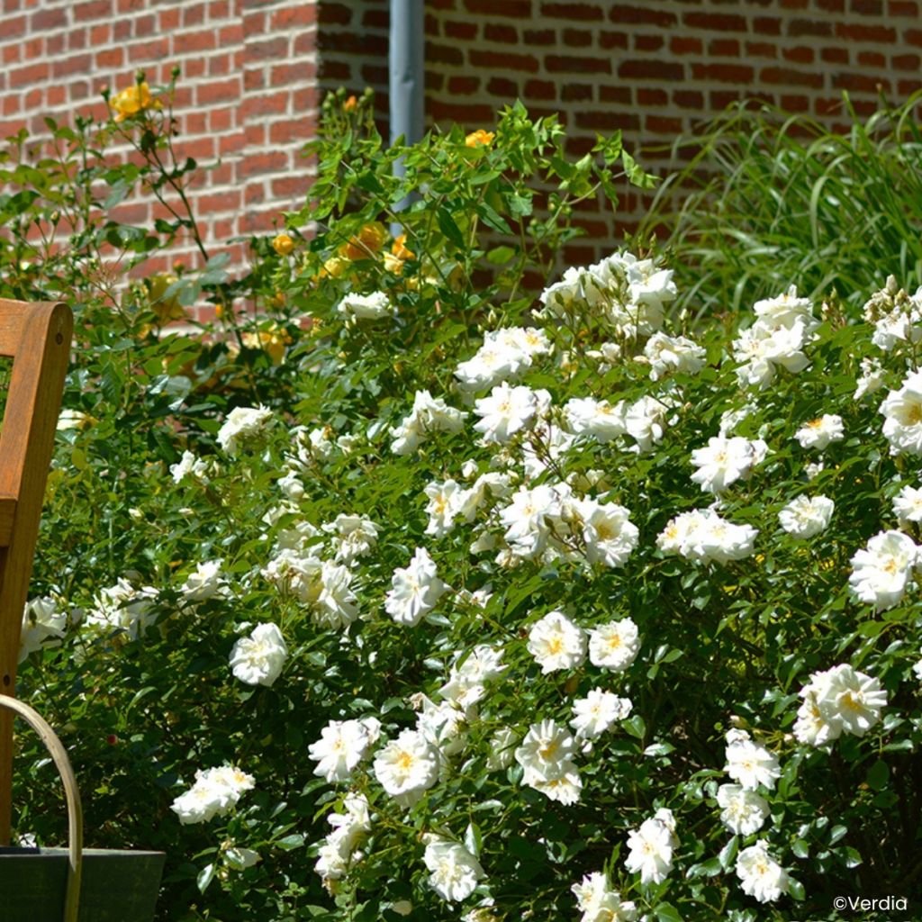 Rosier Décorosiers OPALIA