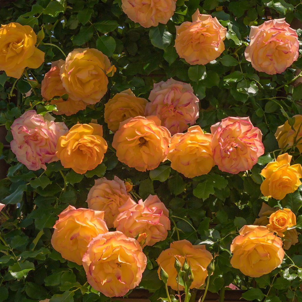 Rosier David Austin Lady Of Shalott 