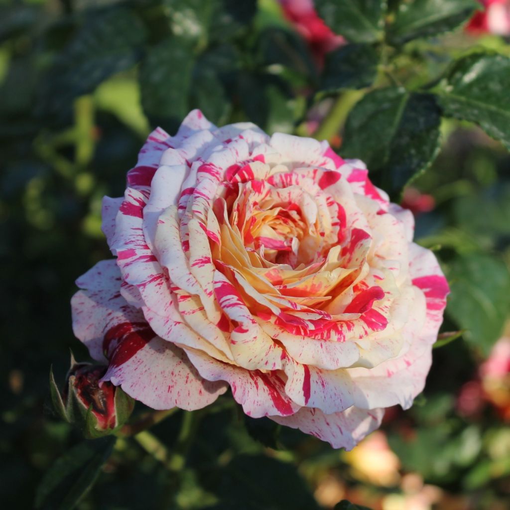Rosier à fleurs groupées Abracadabra