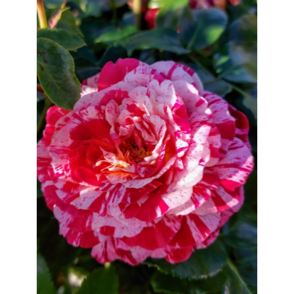 Rosier à fleurs groupées Abracadabra