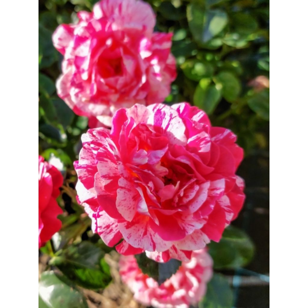 Rosier à fleurs groupées Abracadabra