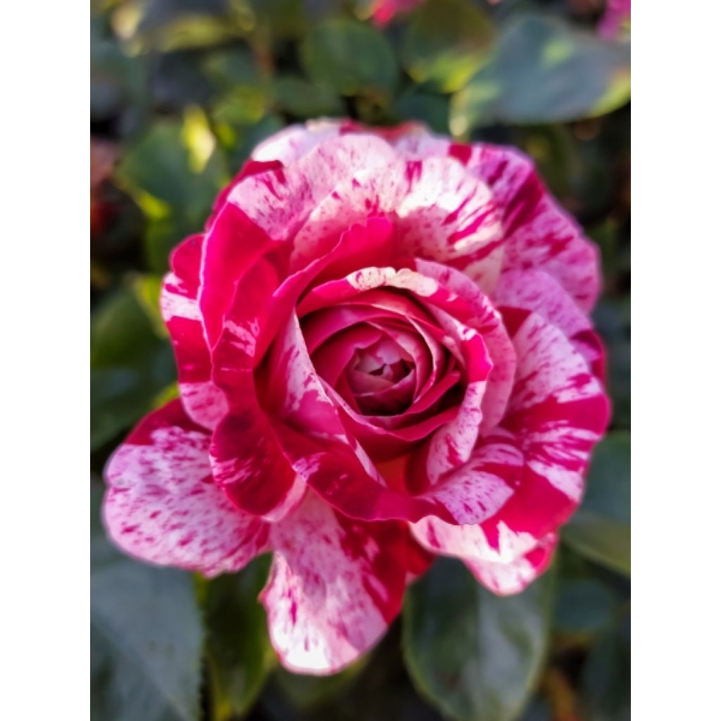 Rosier à fleurs groupées Abracadabra
