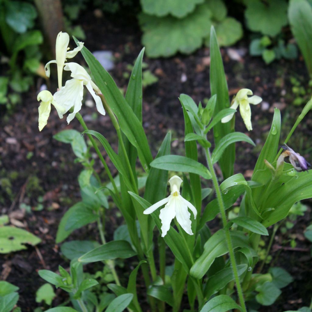 Roscoea beesiana Alba  