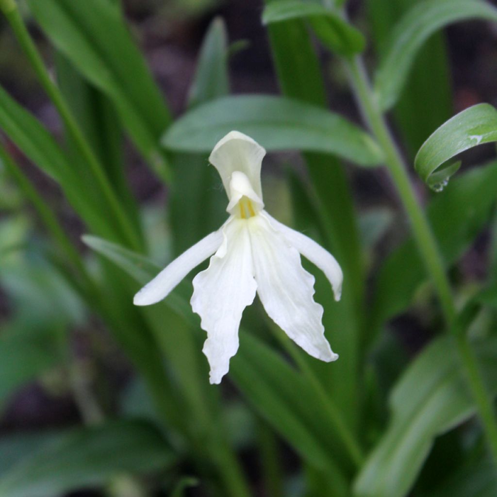 Roscoea beesiana Alba  