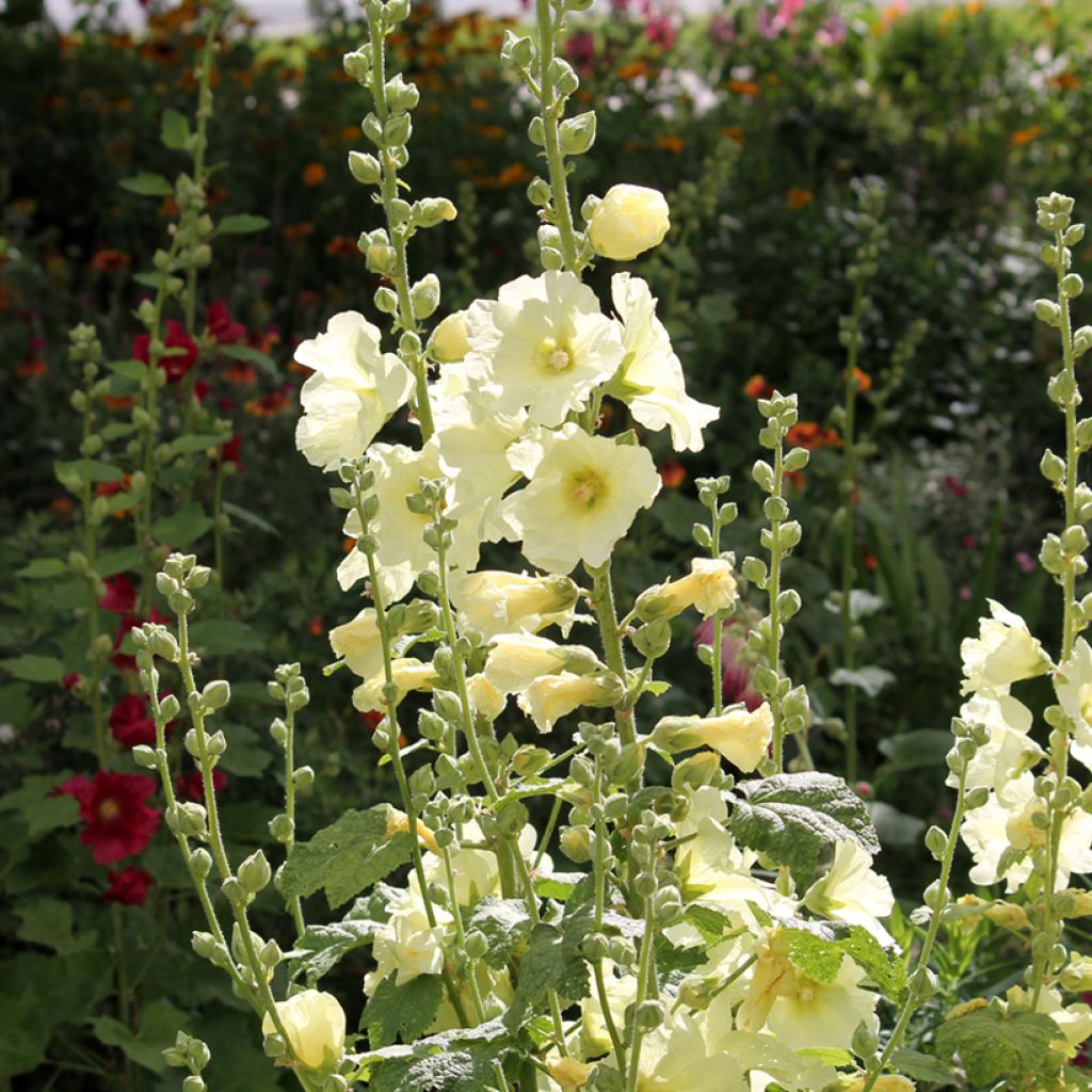Rose trémière - Alcea rosea Sunshine