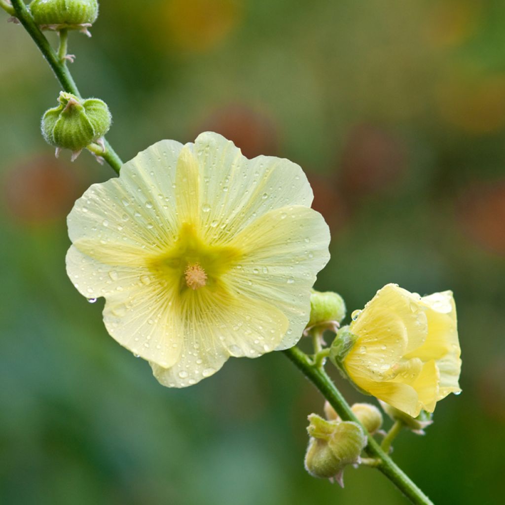 Rose trémière - Alcea rugosa