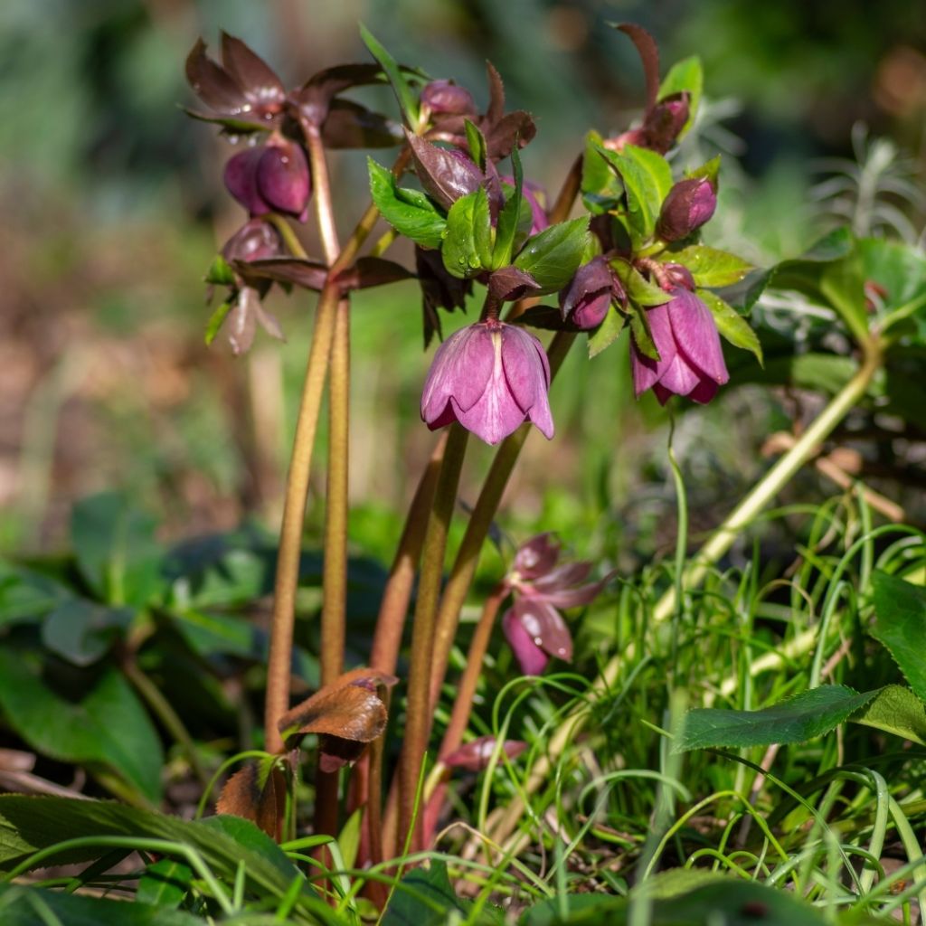 Hellébore purpurascens