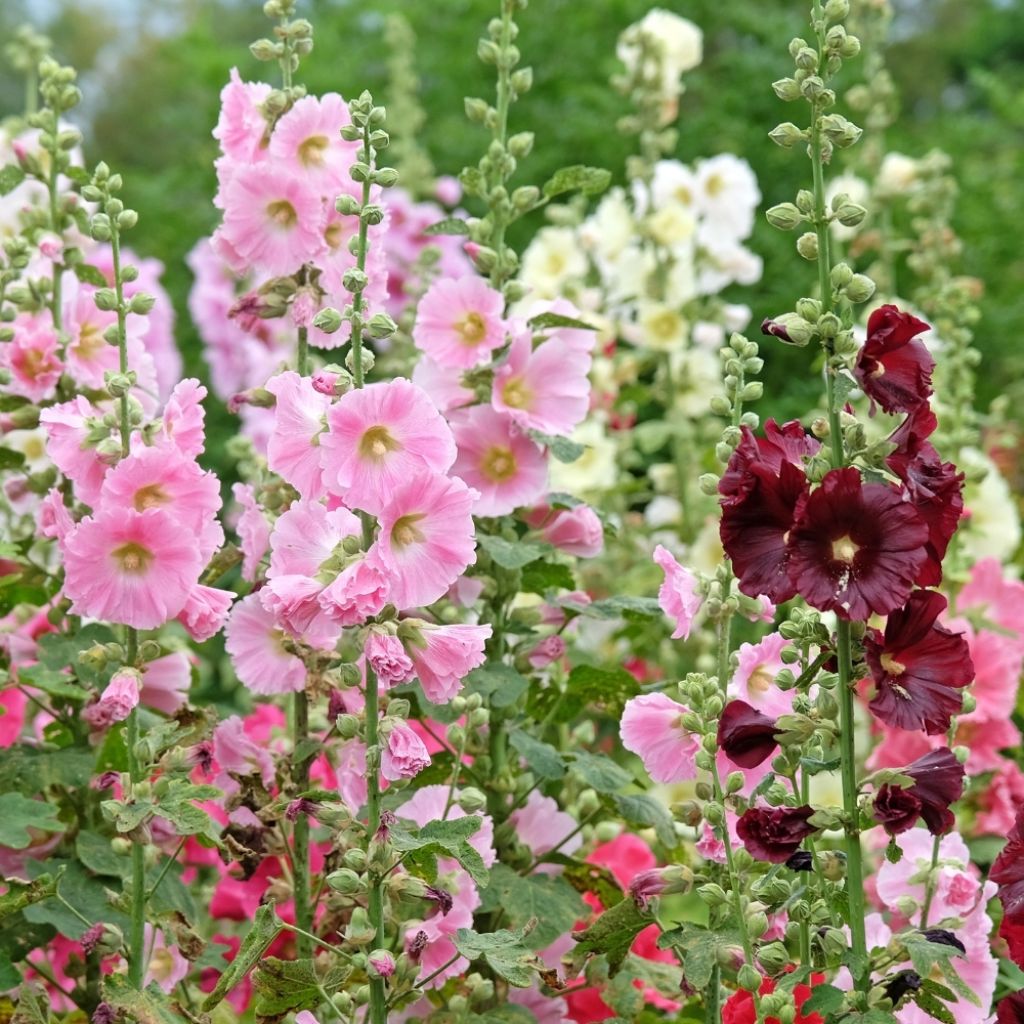 Alcea rosea Simplex - Rose Trémière en mélange