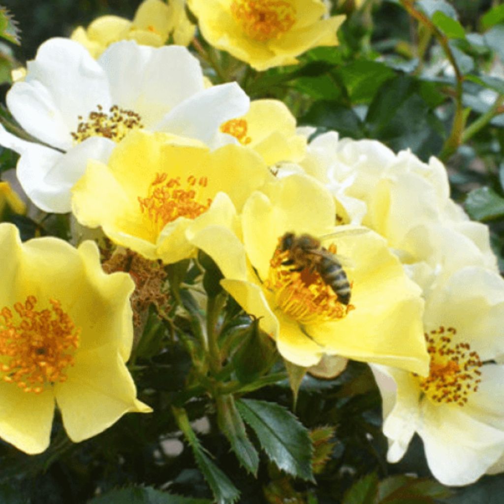 Rosier Bee Gold