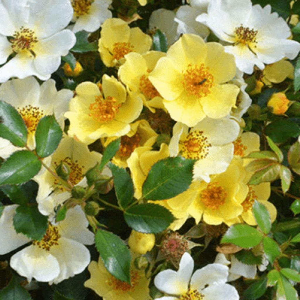 Rosier Bee Gold