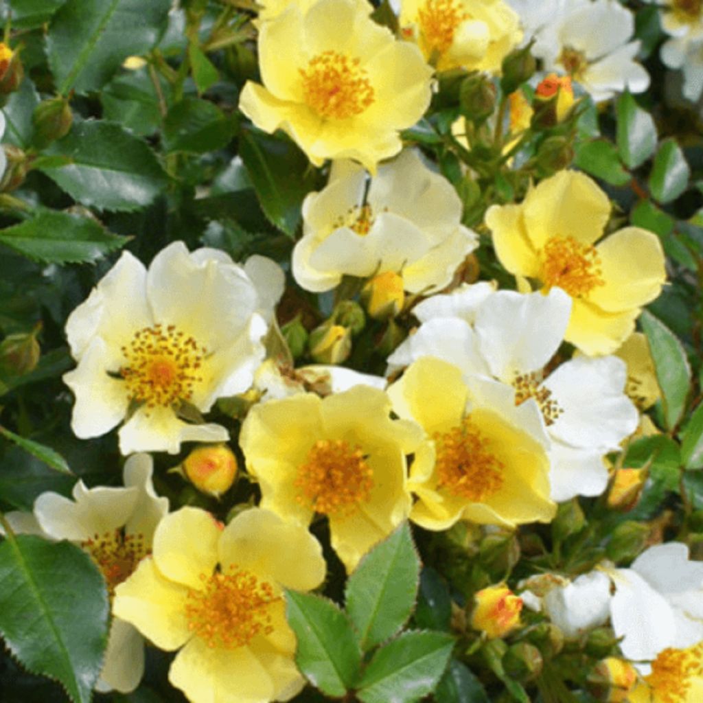 Rosier Bee Gold