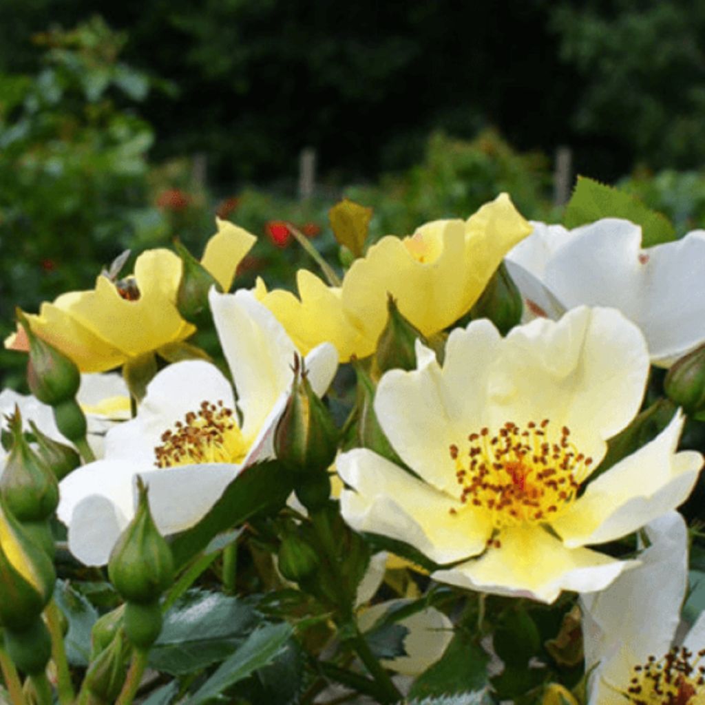 Rosier Bee Gold