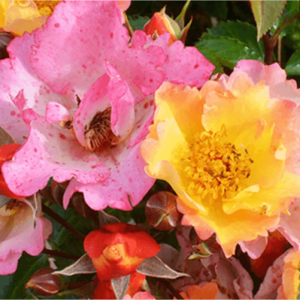Rosier Bee Proud