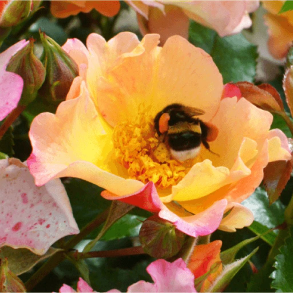 Rosier Bee Proud