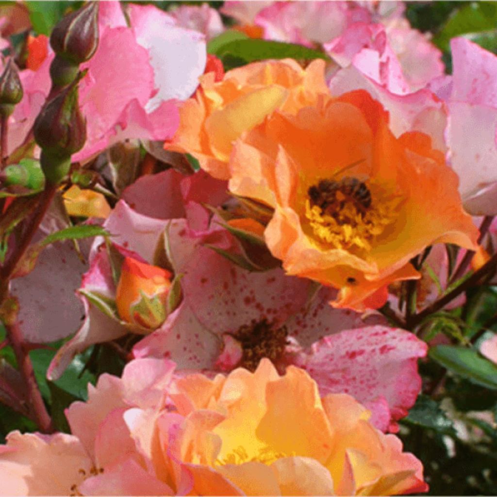 Rosier Bee Proud