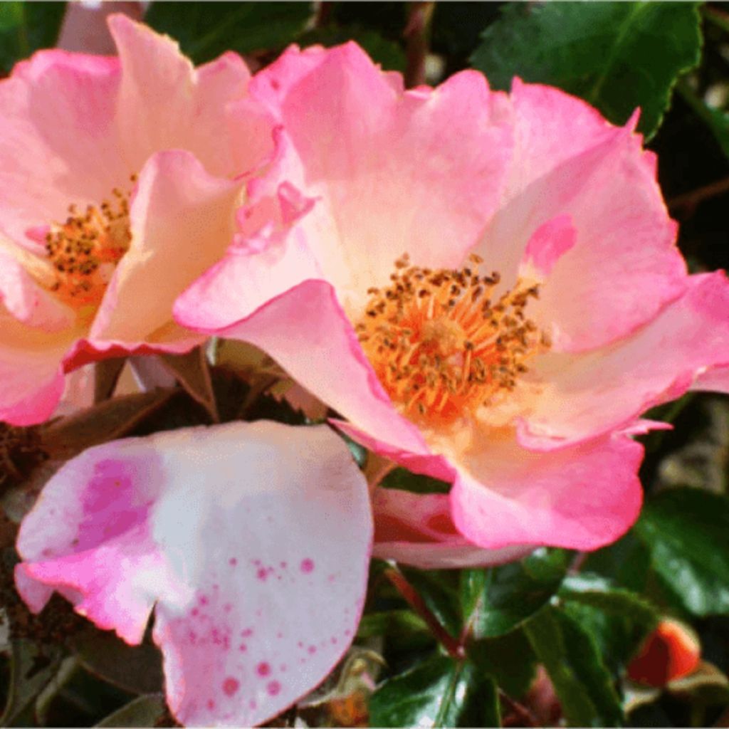 Rosier Bee Proud