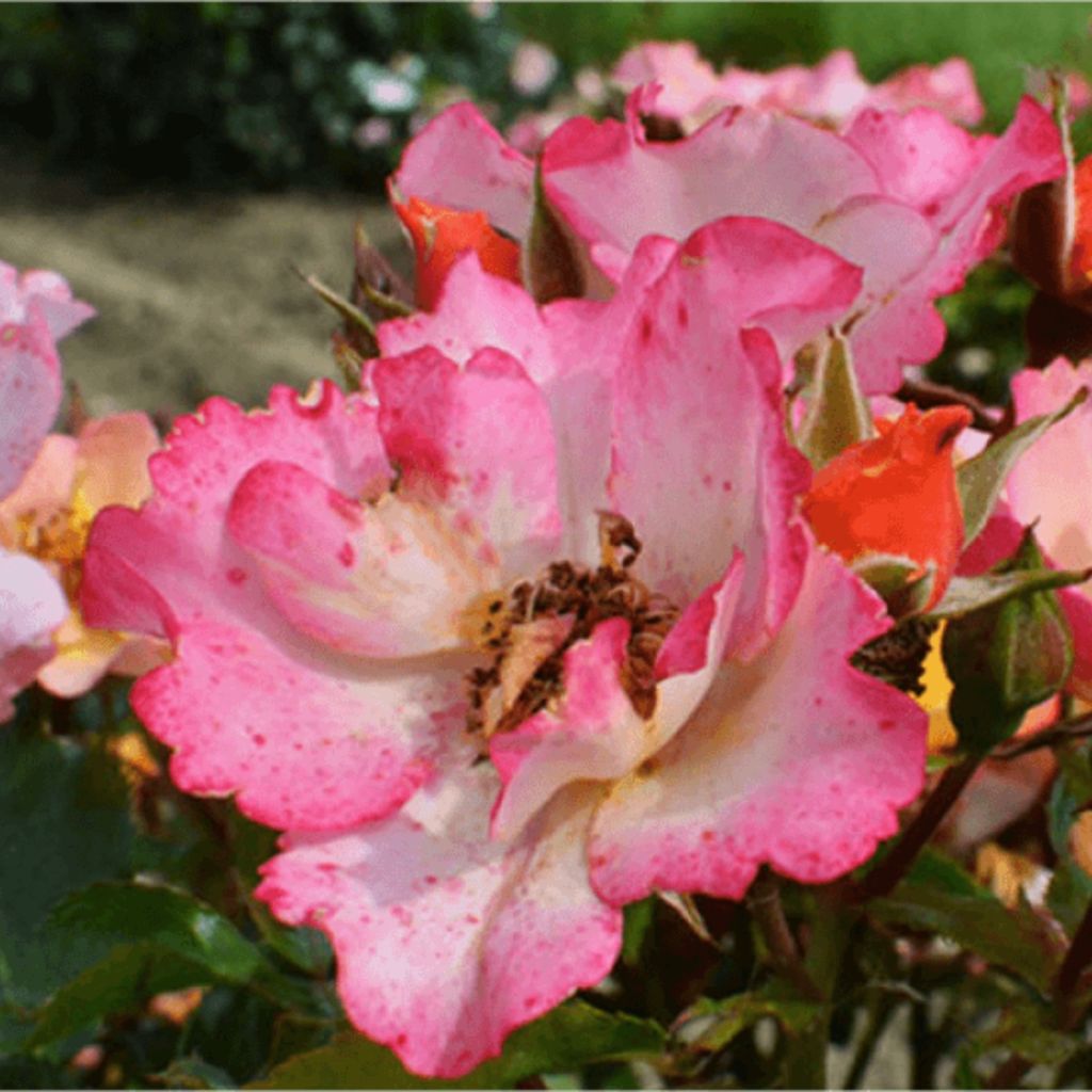 Rosier Bee Proud