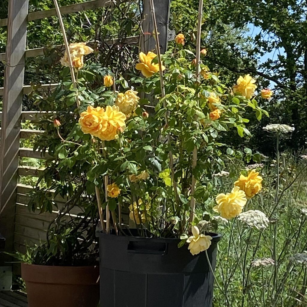 Rosier David Austin Golden Celebration