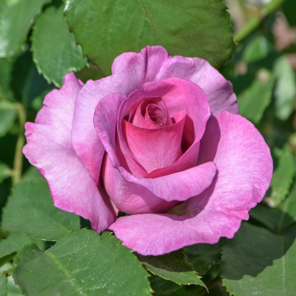 Rosier David Austin Mary Rose