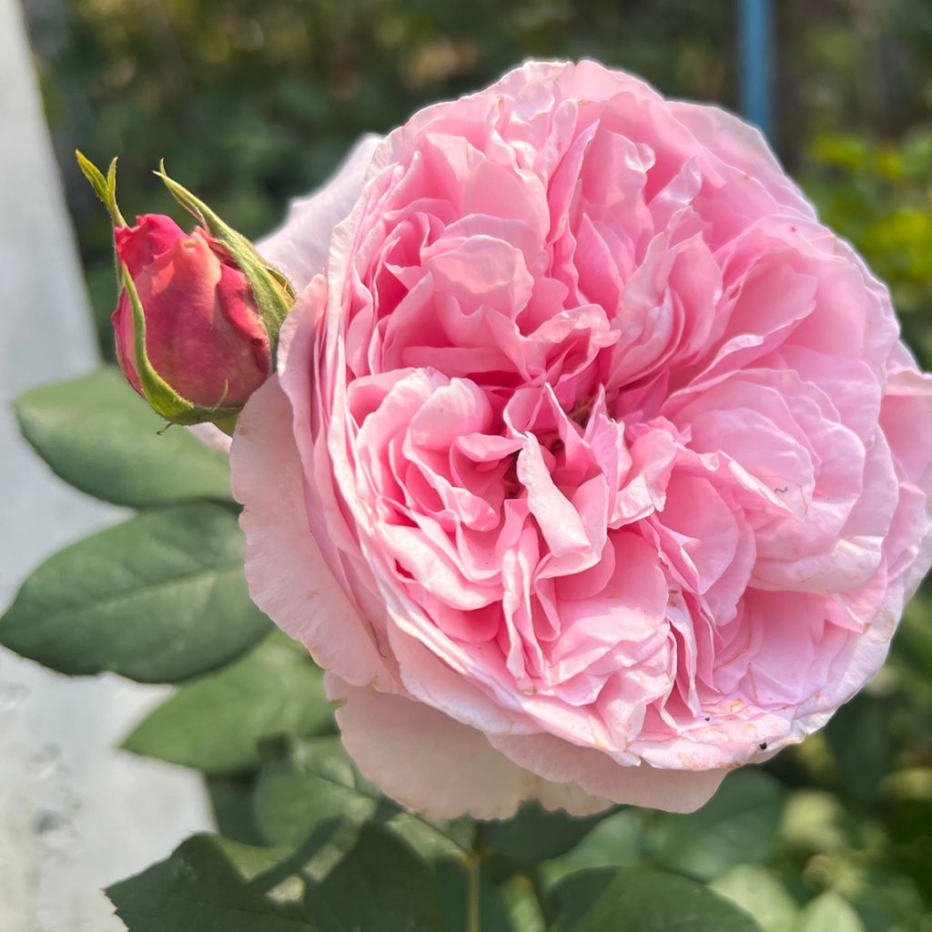 Rosier David Austin Mary Rose