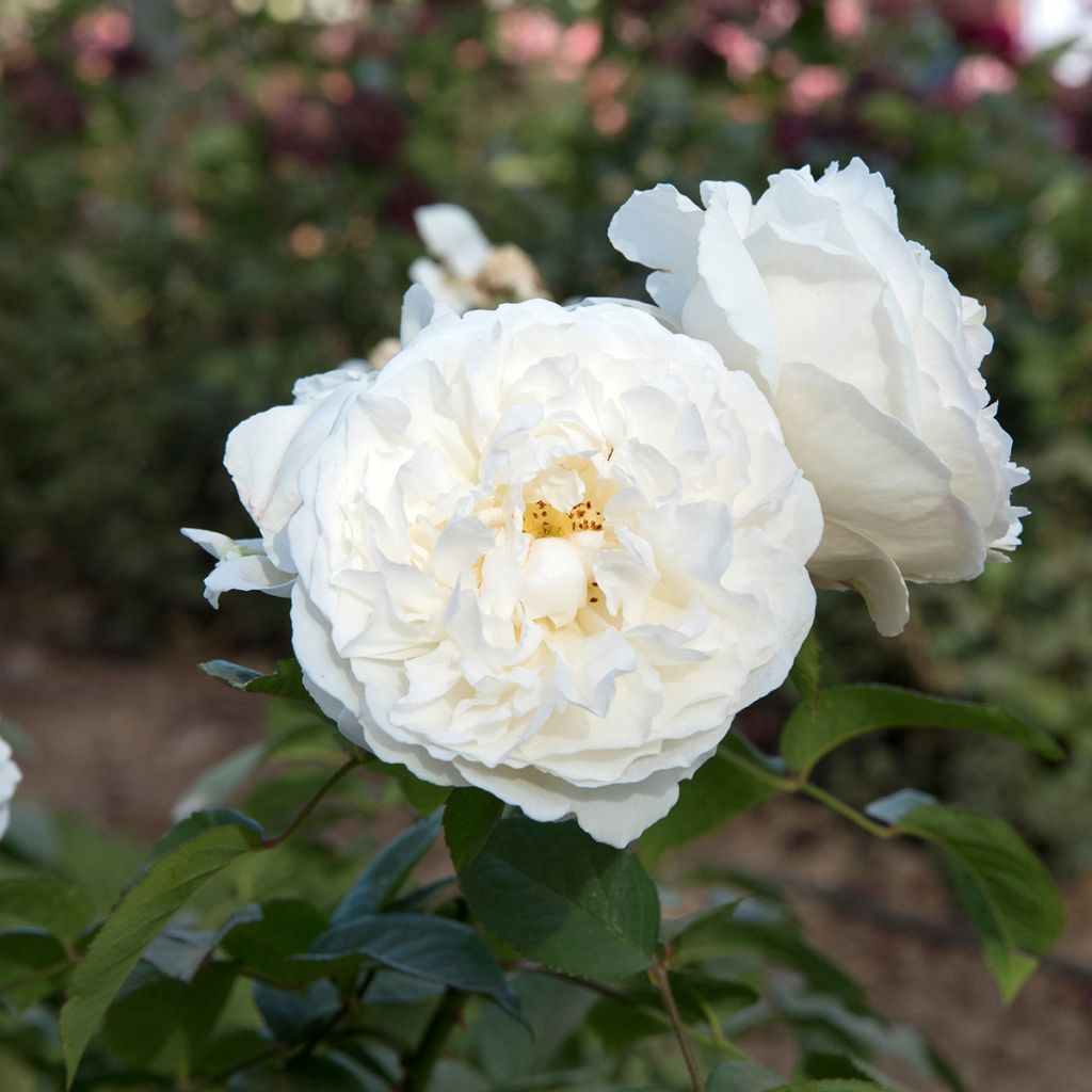Rosier David Austin Winchester Cathedral 
