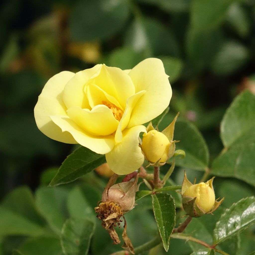Rosier Décorosiers Suneva 