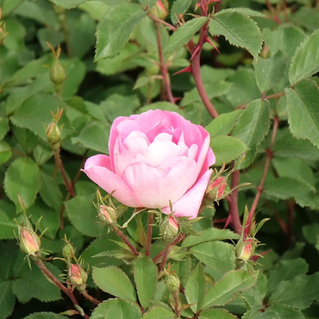 Rosier Meillandecor Pink Chantilly Meilevire