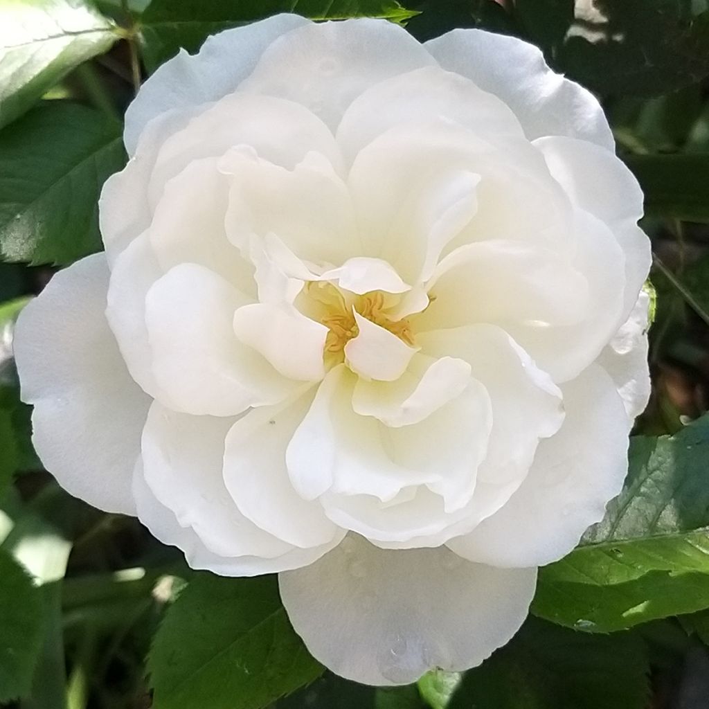 Rosier Princesse de Galles 