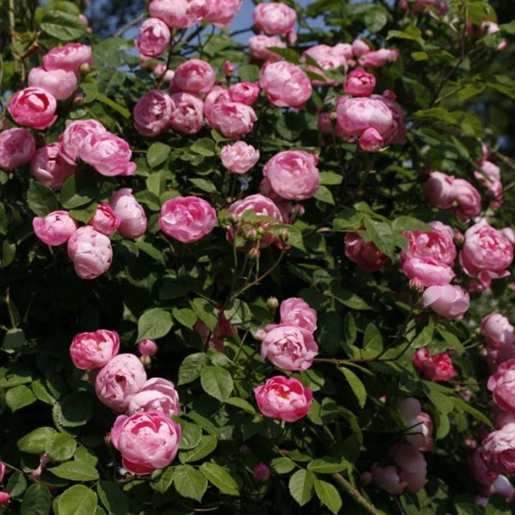 Rosier grimpant Pink Cloud
