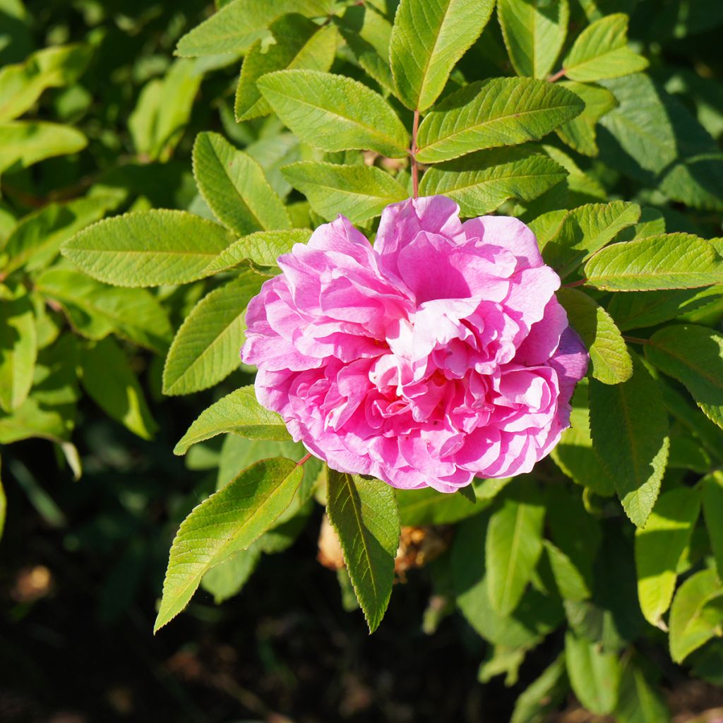 Rosier Rugosa Thérèse Bugnet 