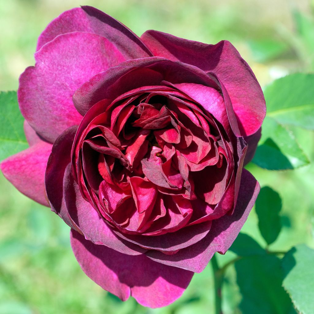 Rosier Tige David Austin Darcey Bussel