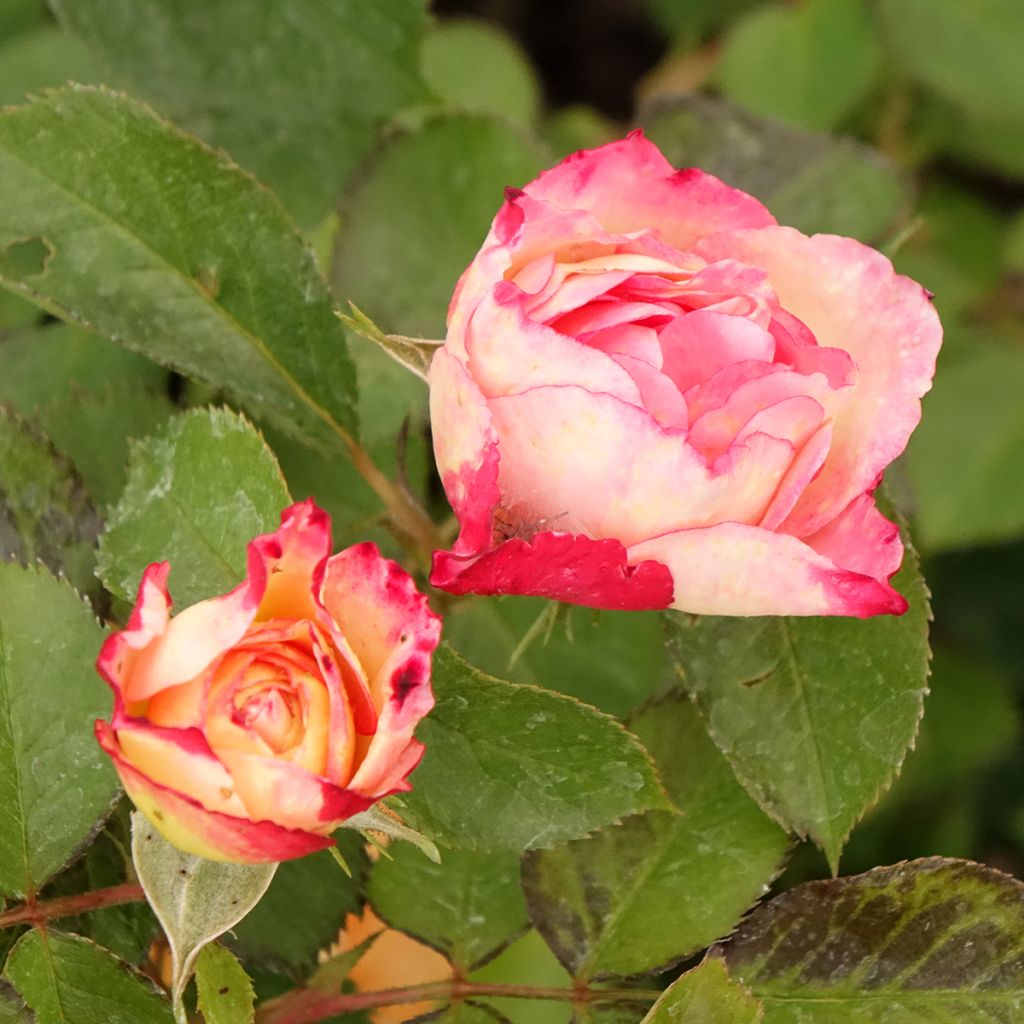 Rosier à fleurs groupées Aline Mayrisch Rose